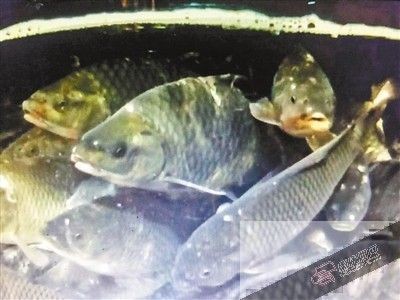 超市里放魚缸好嗎視頻：超市里放置魚缸的一些優點和缺點