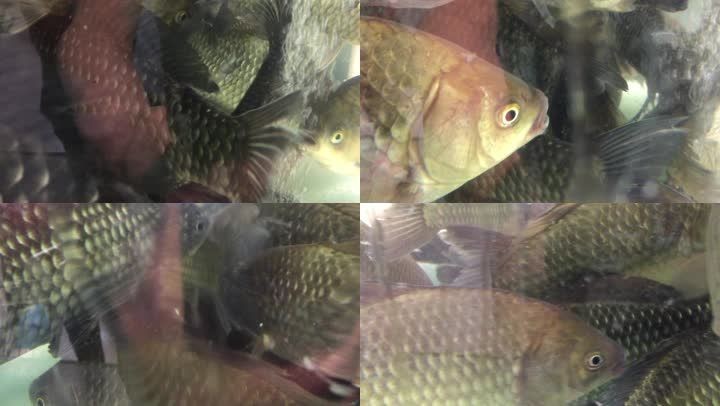 超市里放魚缸好嗎視頻：超市里放置魚缸的一些優點和缺點