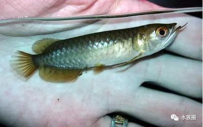 小龍魚喂食量標準表
