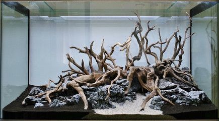 沉木魚缸造景實例：沉木在水草造景中的應用