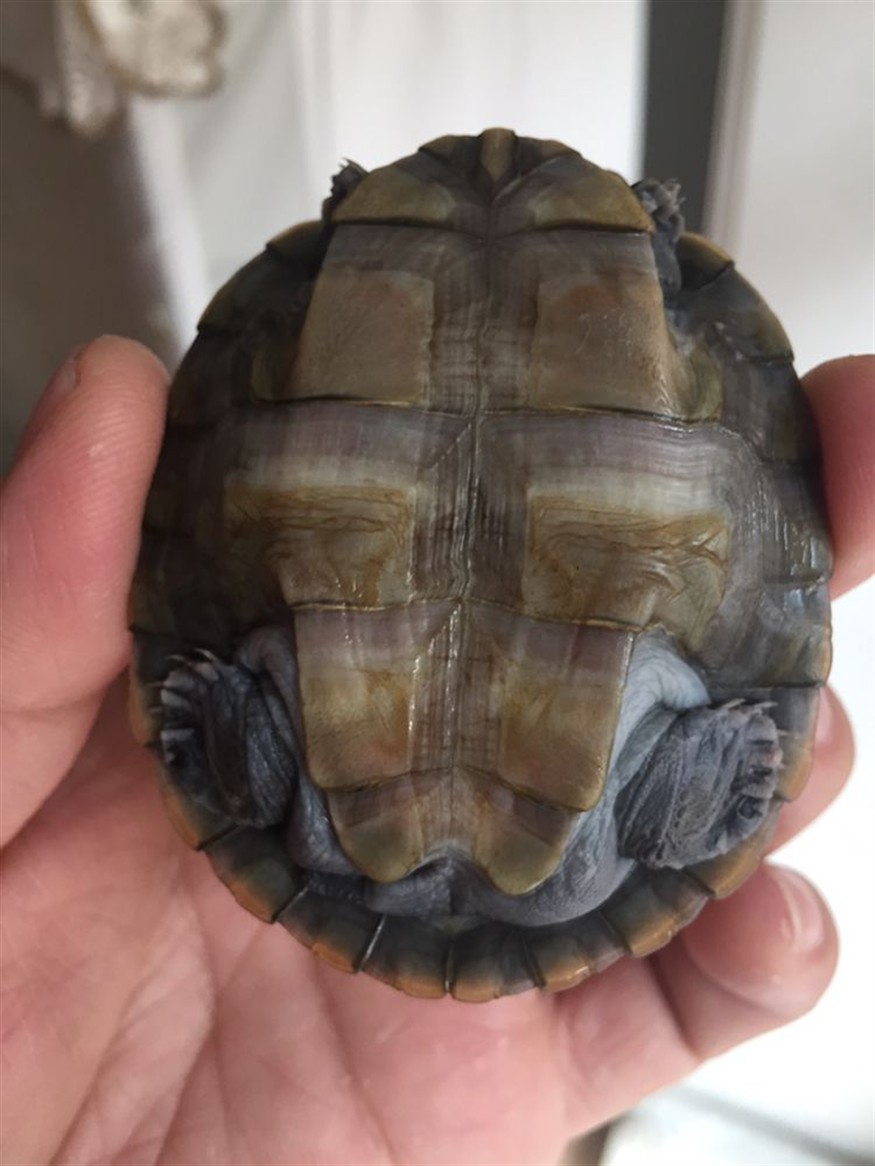 泰州水族館這是不是浮腫啊？
