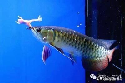 觀賞魚種類龍魚有哪些品種