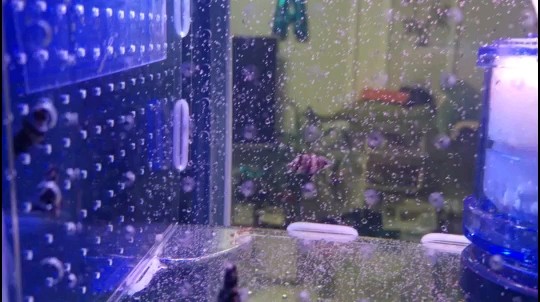 大 小 虎魚