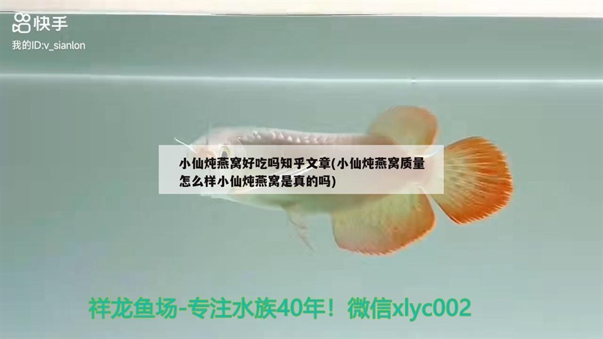 大 小 虎魚