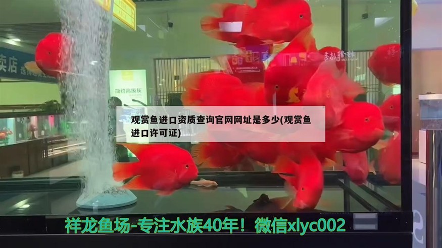 大 小 虎魚
