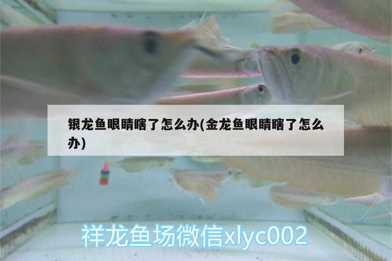 銀龍魚眼睛瞎了怎么辦(金龍魚眼睛瞎了怎么辦)
