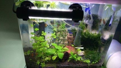 從魚缸看魚眼中的你：從魚缸外看魚是怎樣的體驗？