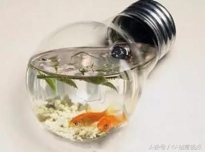 從魚缸看魚眼中的你：從魚缸外看魚是怎樣的體驗？