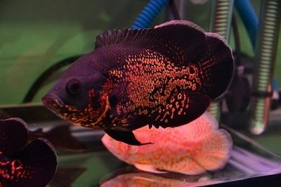 薩伊藍和龍魚混養需要注意什么？，養薩伊藍和龍魚混養必須注意的幾大核心要點