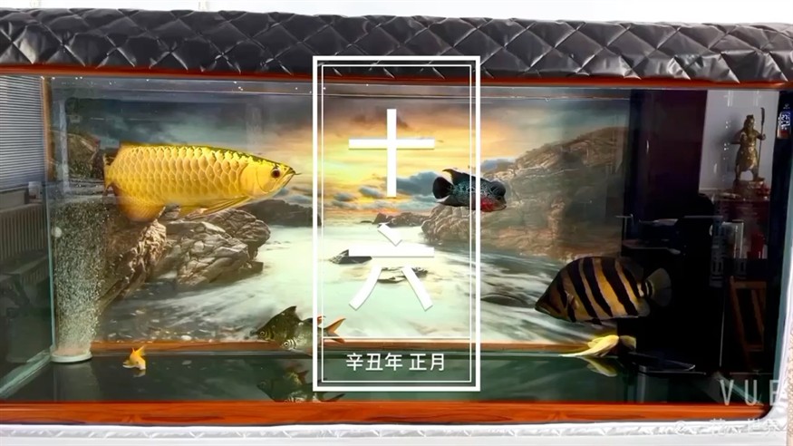 龍魚發情了整天懟虎牟牟叫