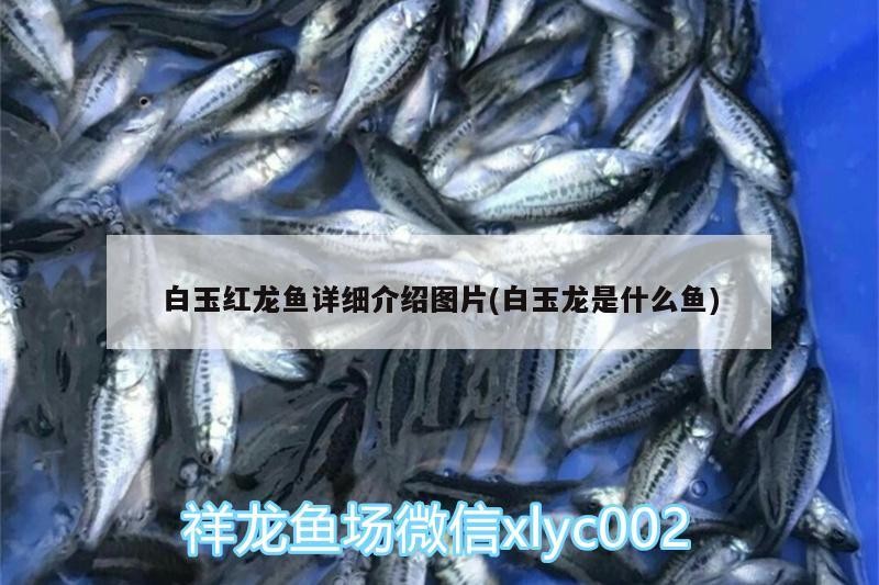 龍魚發情了整天懟虎牟牟叫