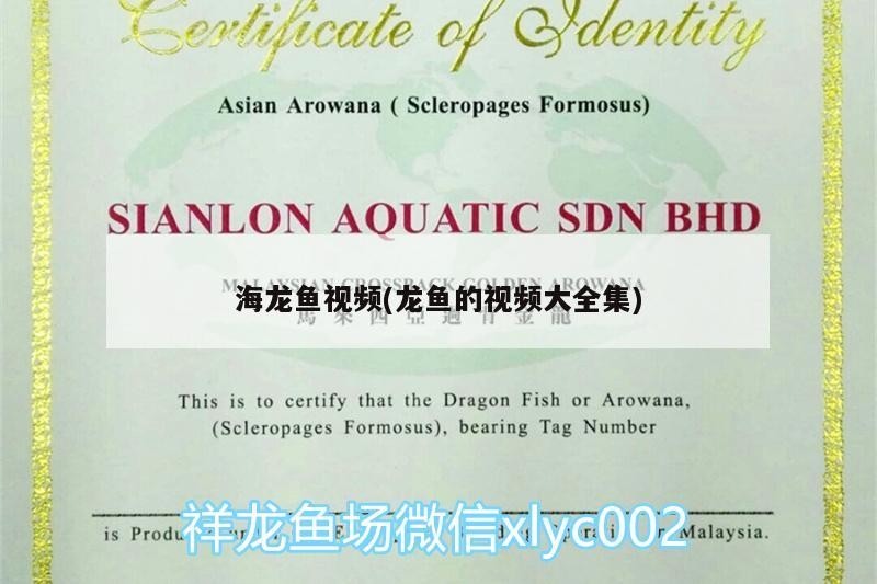 龍魚發情了整天懟虎牟牟叫
