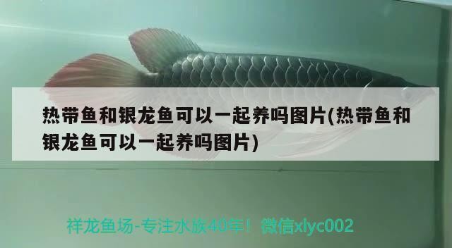熱帶魚和銀龍魚可以一起養嗎圖片(熱帶魚和銀龍魚可以一起養嗎圖片)