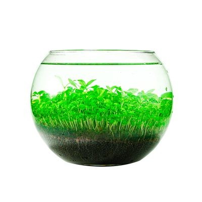 玻璃瓶魚缸造景：玻璃瓶魚缸造景技巧