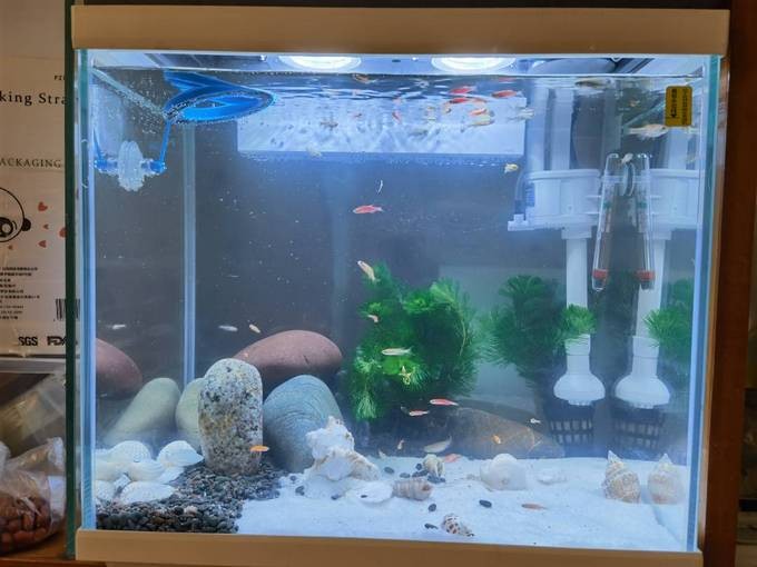 嘉興市南湖區城西阿明水族館（嘉興市南湖區城西阿明水族館電話）
