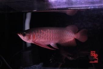 1米5彩蝶魚缸養金龍多少條可以：1米5彩蝶魚缸養金龍多少條可以養一條金龍魚和幾條配魚