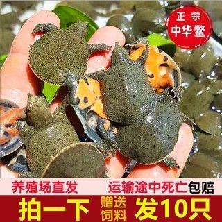 養龍魚攻略