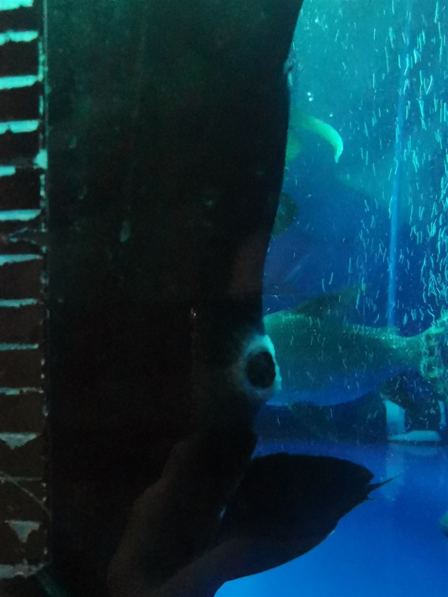 高手們幫忙看看虎魚肛門發白是怎么回事