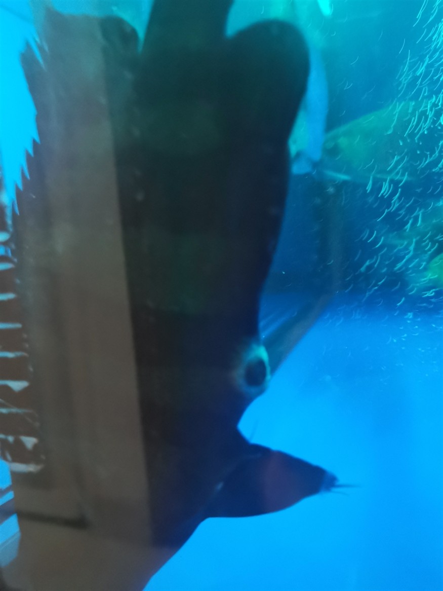 高手們幫忙看看虎魚肛門發白是怎么回事