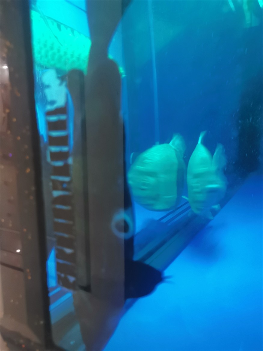 高手們幫忙看看虎魚肛門發白是怎么回事