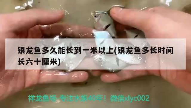 銀龍魚多久能長到一米以上(銀龍魚多長時間長六十厘米)