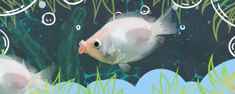 接吻魚吃什么怎么喂合適