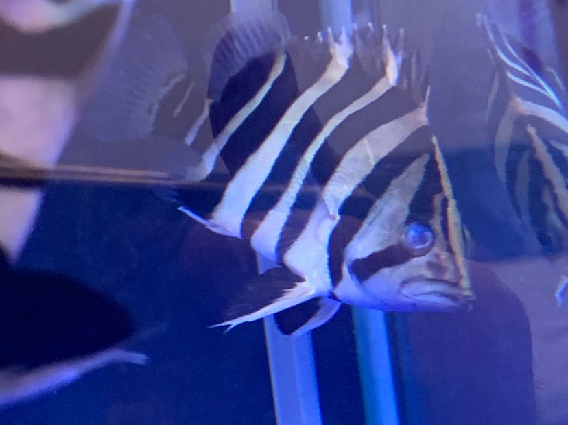 各位大神幫小弟看看虎魚怎么了？ 各位大神幫小弟看看虎魚怎么了？ 虎魚百科 第2張