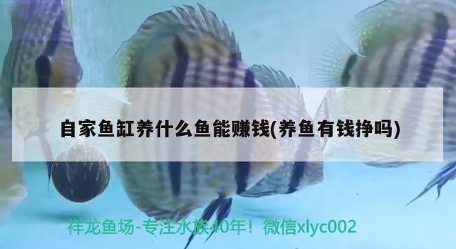 各位大神幫小弟看看虎魚怎么了？ 各位大神幫小弟看看虎魚怎么了？ 虎魚百科 第4張
