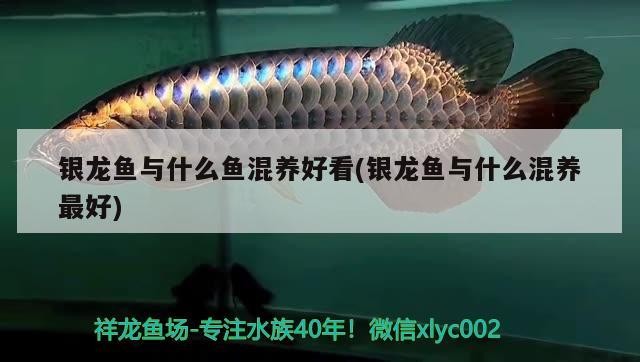 銀龍魚與什么魚混養(yǎng)好看(銀龍魚與什么混養(yǎng)最好)