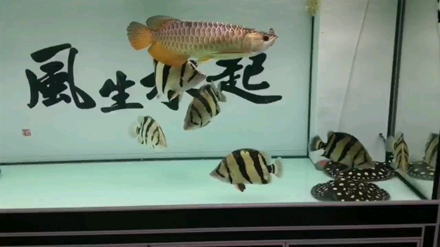 虎魚朋友們新年虎虎生威