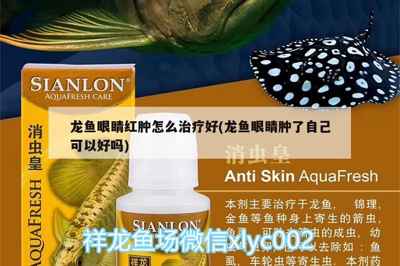 5新加坡版虎魚 5新加坡版虎魚 虎魚百科 第1張