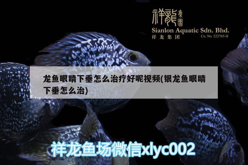 5新加坡版虎魚 5新加坡版虎魚 虎魚百科 第2張