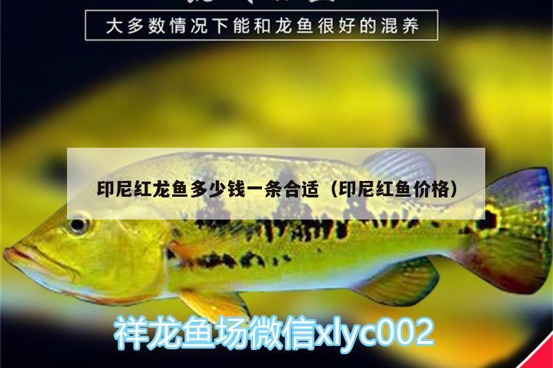 印尼紅龍魚(yú)多少錢一條合適（印尼紅魚(yú)價(jià)格）
