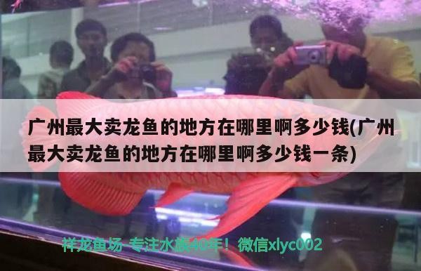 龍魚撞掉了鱗長出來了又請了兩小明虎