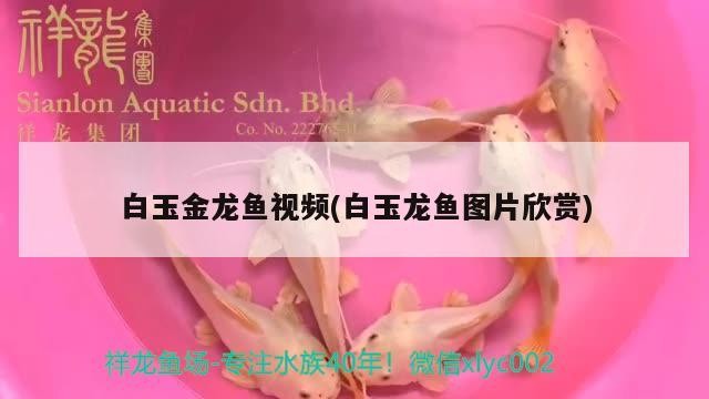 龍魚撞掉了鱗長出來了又請了兩小明虎