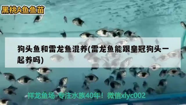 龍魚撞掉了鱗長出來了又請了兩小明虎