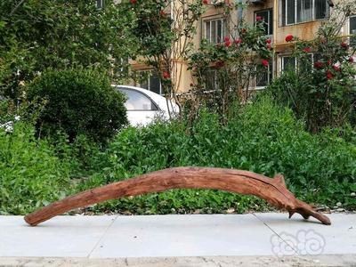 自制魚缸沉木景觀教程：拱橋沉木放魚缸好不好看自制魚缸沉木景觀教程