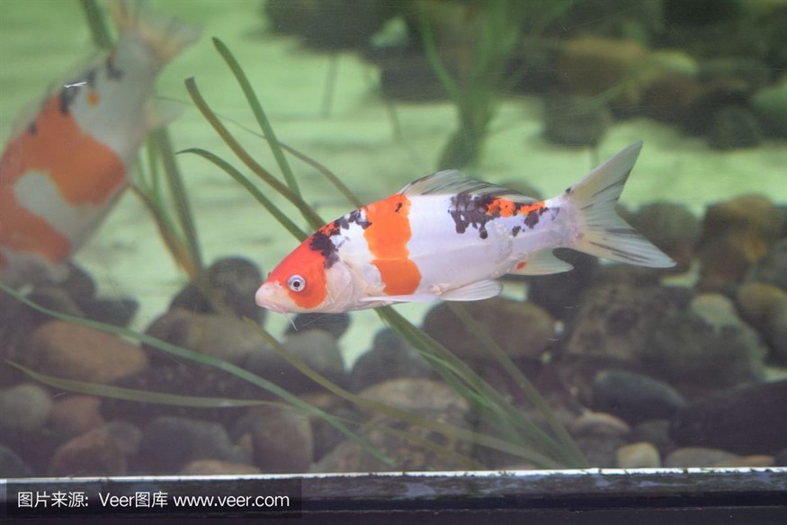 卡普瓦斯魚(yú)缸，seastar海星魚(yú)缸價(jià)格seastar海星魚(yú)缸價(jià)格