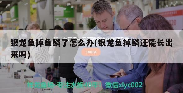 銀龍魚掉魚鱗了怎么辦(銀龍魚掉鱗還能長出來嗎)