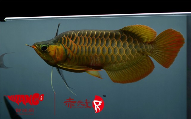 宿遷魚缸生產(chǎn)廠家有哪些廠（宿遷魚缸批發(fā)市場）