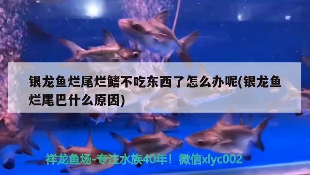 銀龍魚爛尾爛鰭不吃東西了怎么辦呢(銀龍魚爛尾巴什么原因)