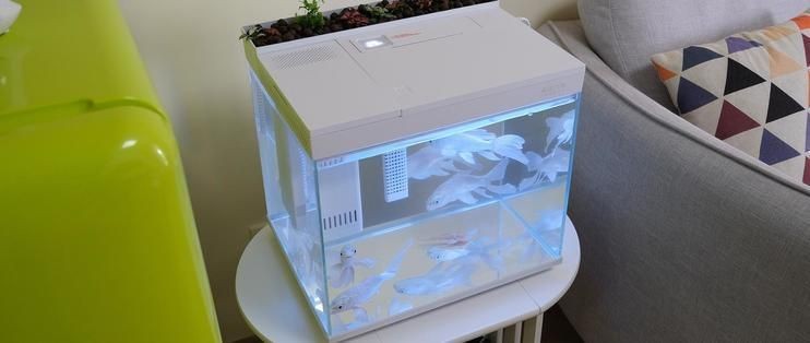 畫法幾何魚缸按鍵失靈（畫法幾何魚缸按鍵失靈修復教程）