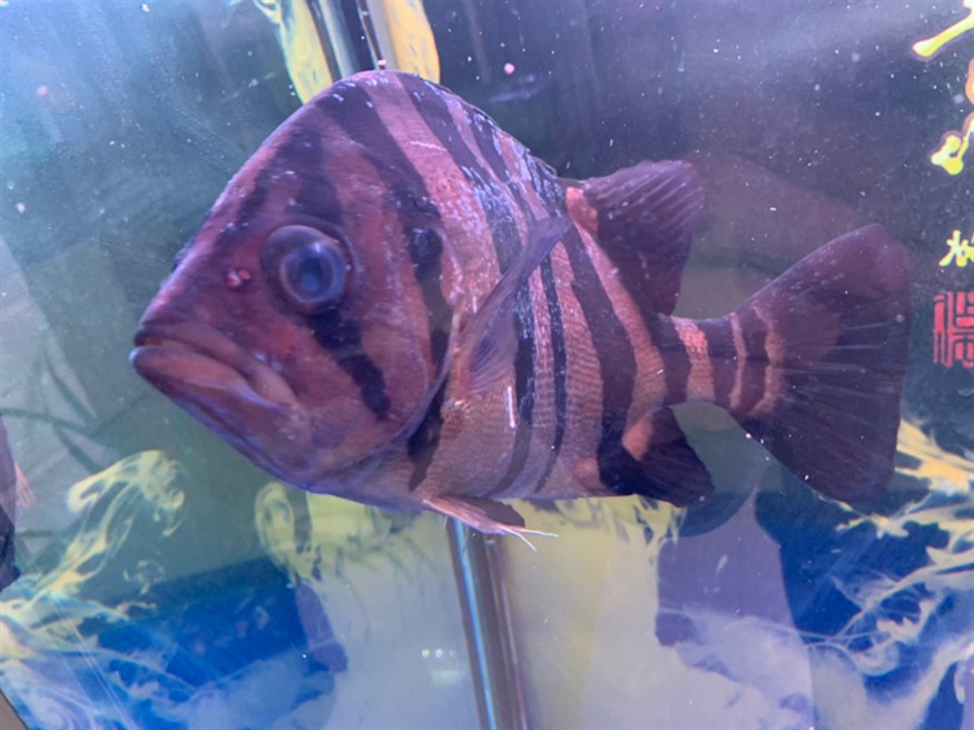 麻煩各位大神給看看虎魚身上怎么了
