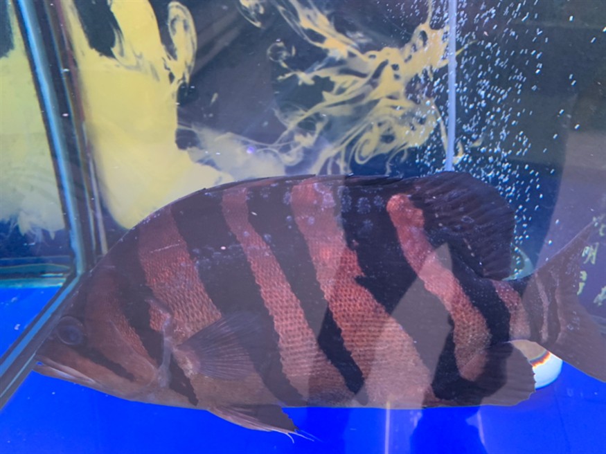 麻煩各位大神給看看虎魚身上怎么了
