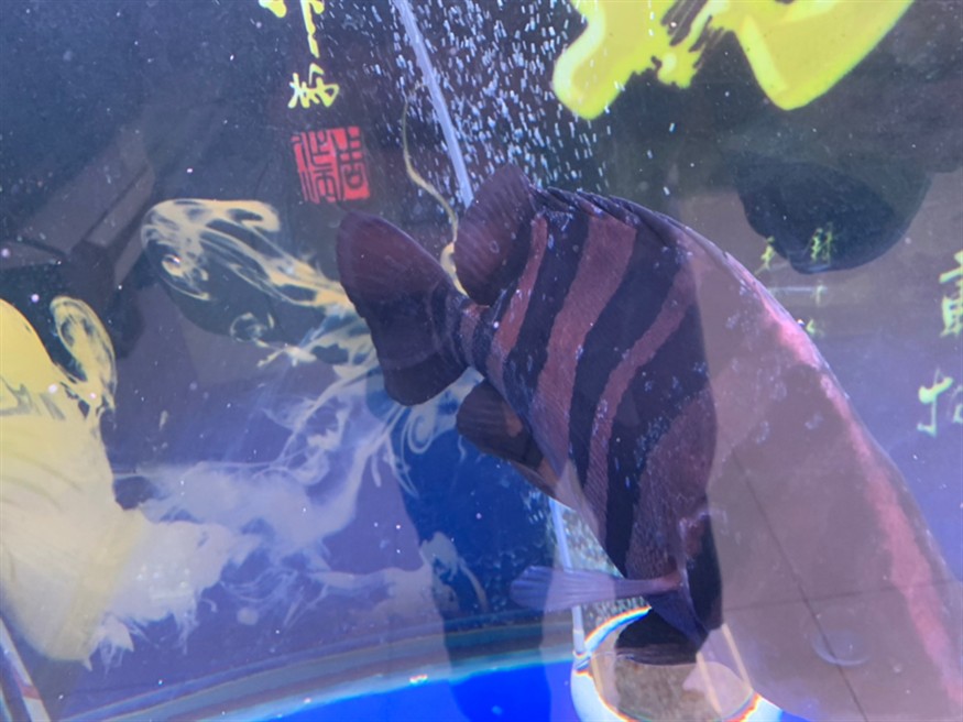 麻煩各位大神給看看虎魚身上怎么了