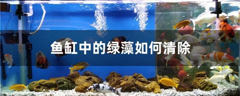 魚缸中的綠藻如何清除