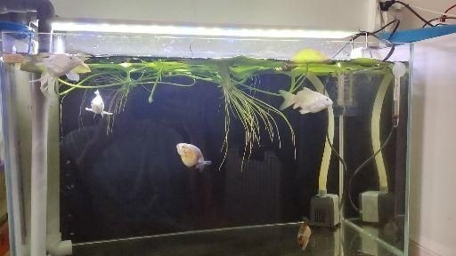 100的魚缸暴氧多長時間：100升的魚缸應該如何爆氧