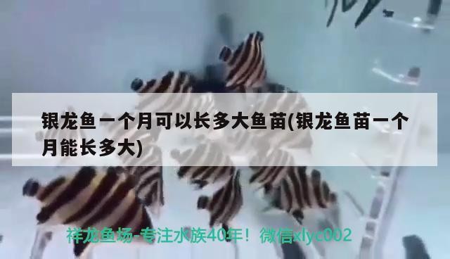 銀龍魚一個(gè)月可以長多大魚苗(銀龍魚苗一個(gè)月能長多大)
