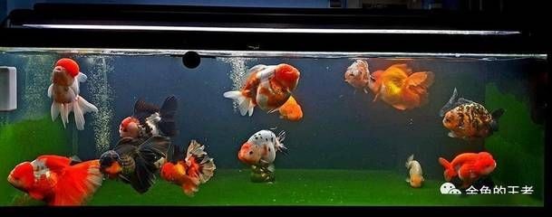 大魚缸養啥魚：大魚缸養殖技巧