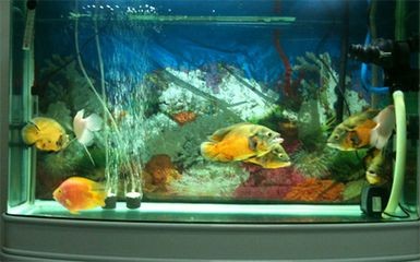 大魚缸養啥魚：大魚缸養殖技巧